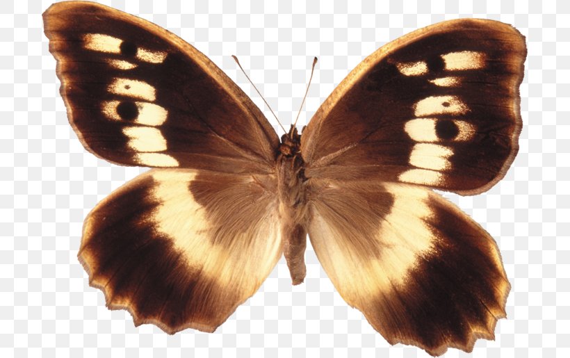 Brush-footed Butterflies Butterfly Pieridae Gossamer-winged Butterflies Moth, PNG, 699x515px, Brushfooted Butterflies, Arthropod, Black, Brush Footed Butterfly, Butterflies And Moths Download Free