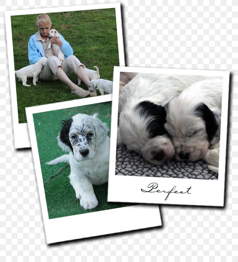 Dog Breed Puppy English Setter Companion Dog, PNG, 801x900px, Dog Breed, Breed, Carnivoran, Collage, Companion Dog Download Free