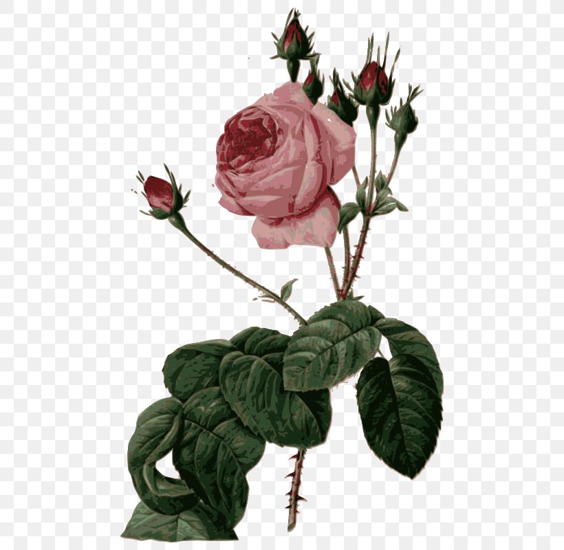 Les Roses Pierre-Joseph Redouté (1759-1840) Cabbage Rose Les Liliacées, PNG, 492x800px, Les Roses, Art, Botany, Branch, Cabbage Rose Download Free