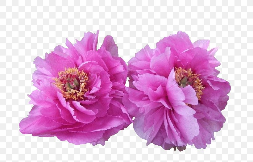 Moutan Peony Commentary On The Water Classic Herbaceous Plant Flower, PNG, 700x525px, Peony, Blossom, Chinese Peony, Common Peony, Cut Flowers Download Free