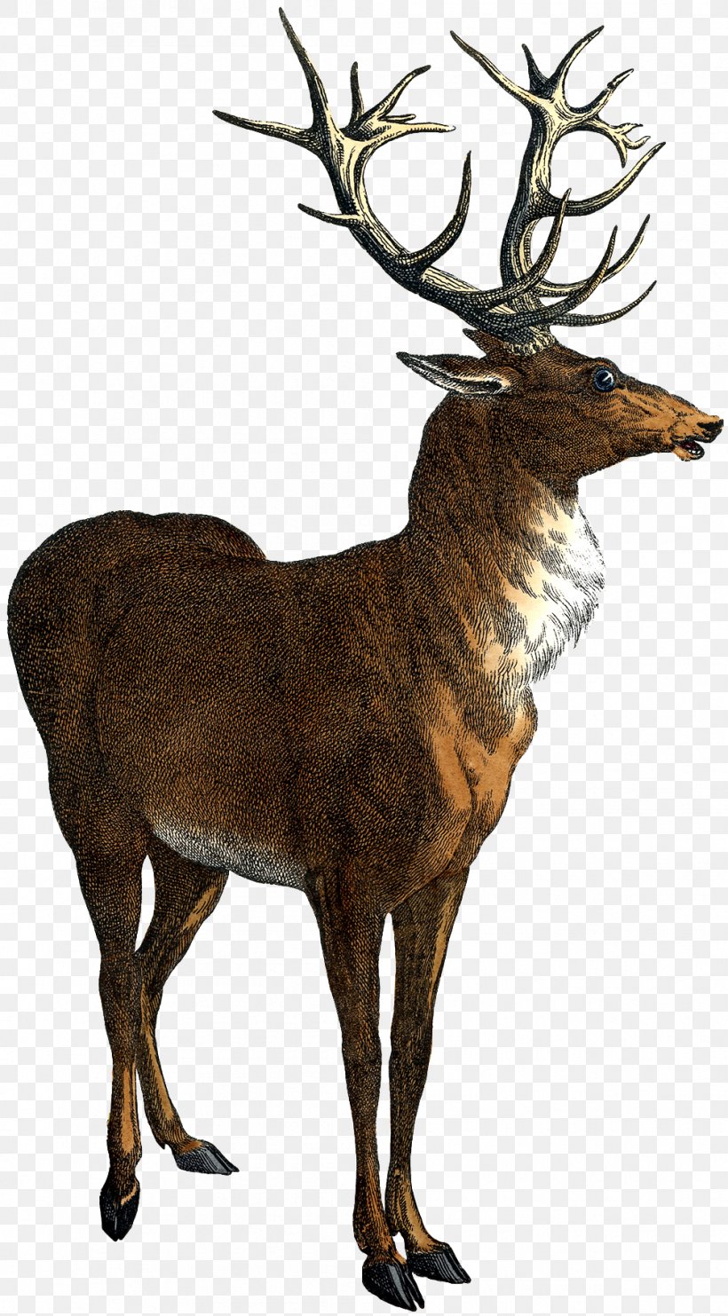 Red Deer Elk Clip Art, PNG, 995x1800px, Deer, Antler, Elk, Fallow Deer, Fauna Download Free