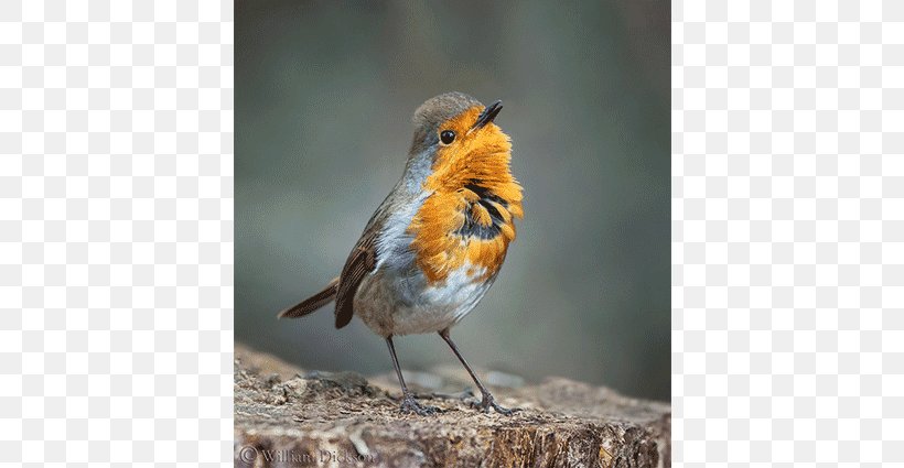 European Robin Bird Photographer Beak Feather, PNG, 640x425px, European Robin, Beak, Bird, Child, Fauna Download Free