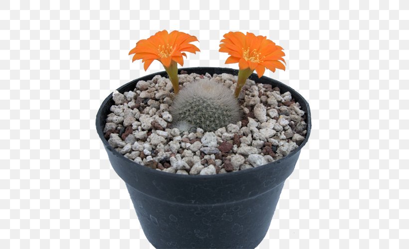 Flowerpot Strawberry Hedgehog Cactus Citroën Cactus M Cactaceae Houseplant, PNG, 500x500px, Flowerpot, Cactaceae, Cactus, Caryophyllales, Flowering Plant Download Free