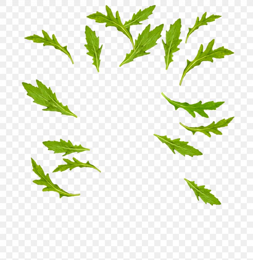 Leaf Vegetable Arugula Misticanza, PNG, 1600x1650px, Leaf Vegetable, Arugula, Branch, Cuisine, Grass Download Free