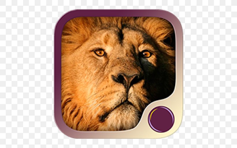 Lion Of Judah Tribe Of Judah Bible A Lion Tamer Dies, PNG, 512x512px, Lion, Banner, Bible, Big Cats, Carnivoran Download Free