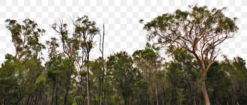 Vegetation Nature Tree Nature Reserve Natural Environment, PNG, 2000x856px, Vegetation, Biome, Forest, Jungle, Natural Environment Download Free