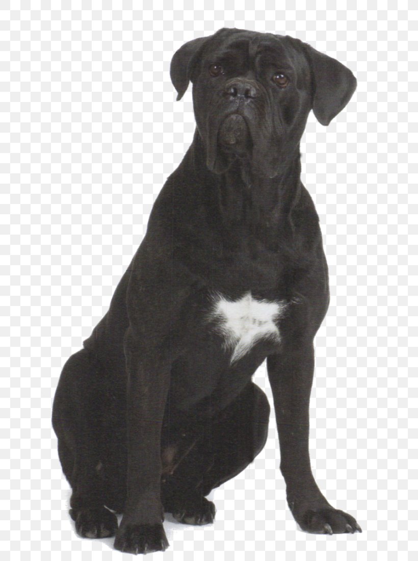 Cane Corso Dog Breed Patterdale Terrier Olde English Bulldogge, PNG,  665x1100px, Cane Corso, Animal, Breed, Breed