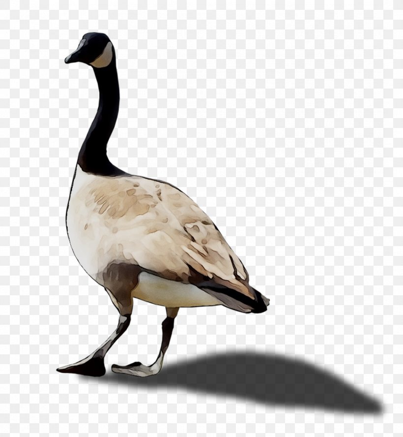 Duck Goose Fauna Feather Beak, PNG, 1071x1160px, Duck, Beak, Bird, Canada Goose, Ducks Geese And Swans Download Free
