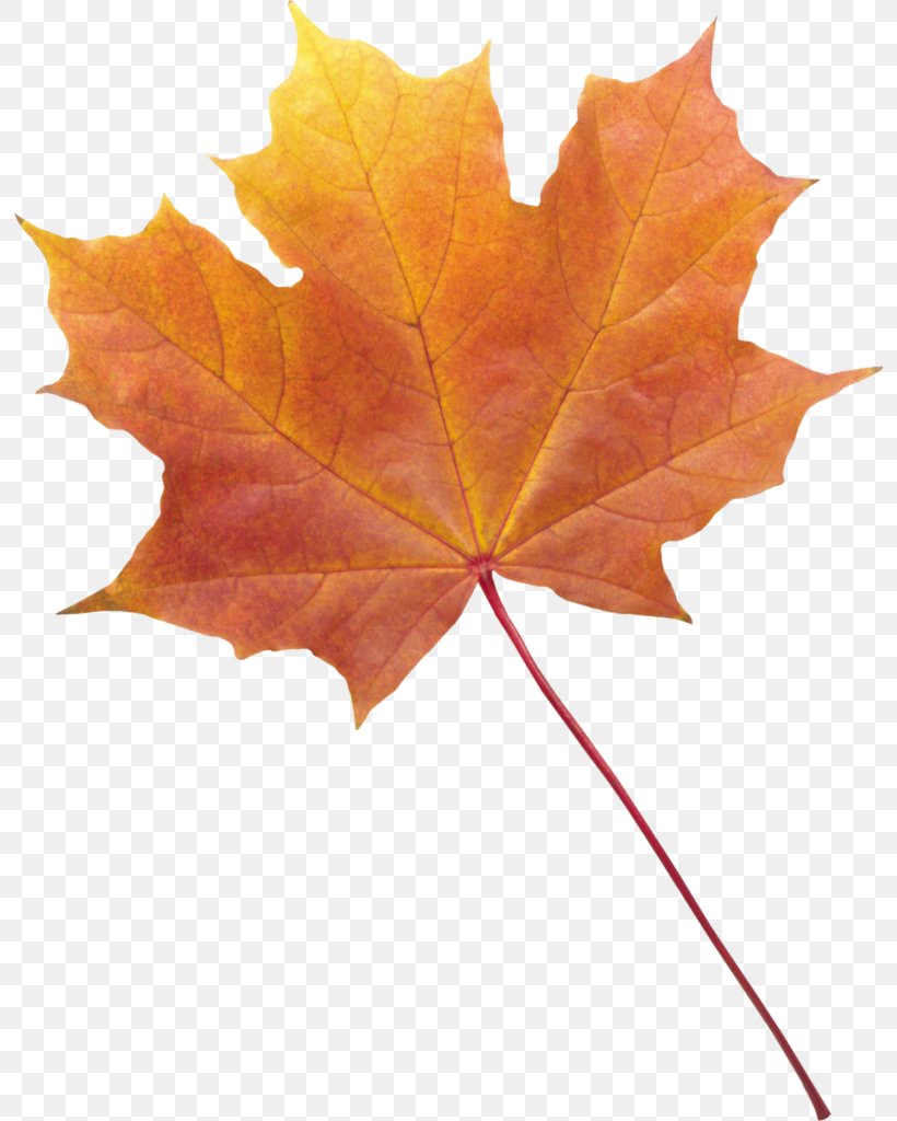 maple leaf transparent background