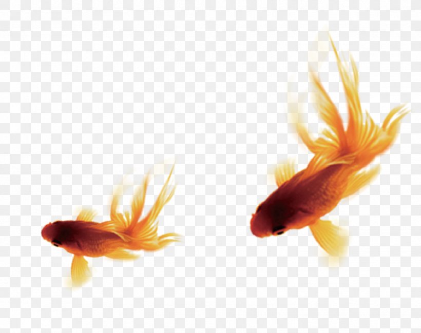 Goldfish Common Carp Pixel, PNG, 1424x1128px, Goldfish, Bony Fish, Carassius Auratus, Close Up, Common Carp Download Free