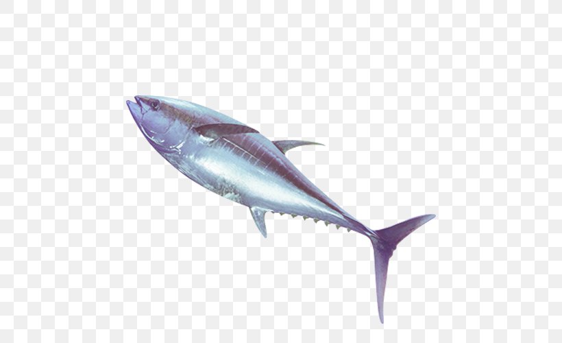 Thunnus Swordfish Oily Fish Seafood, PNG, 500x500px, Thunnus, Billfish, Bonito, Bony Fish, Dolphin Download Free