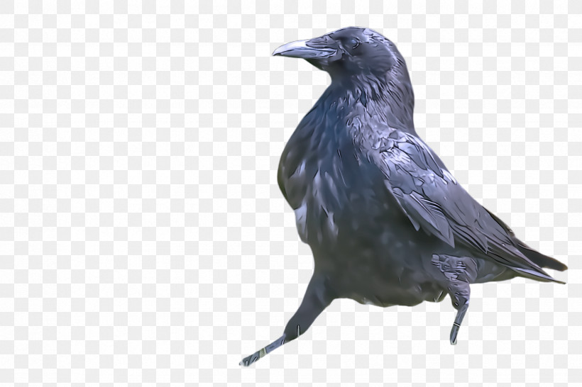Bird Crow Raven Beak Raven, PNG, 2448x1632px, Bird, Beak, Blackbird, Crow, Crowlike Bird Download Free