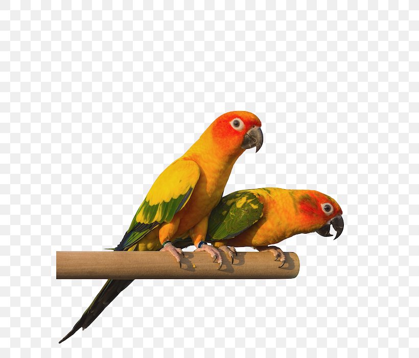 Budgerigar Lovebird Pet Parakeet, PNG, 600x700px, Budgerigar, Beak, Bird, Cockatoo, Common Pet Parakeet Download Free