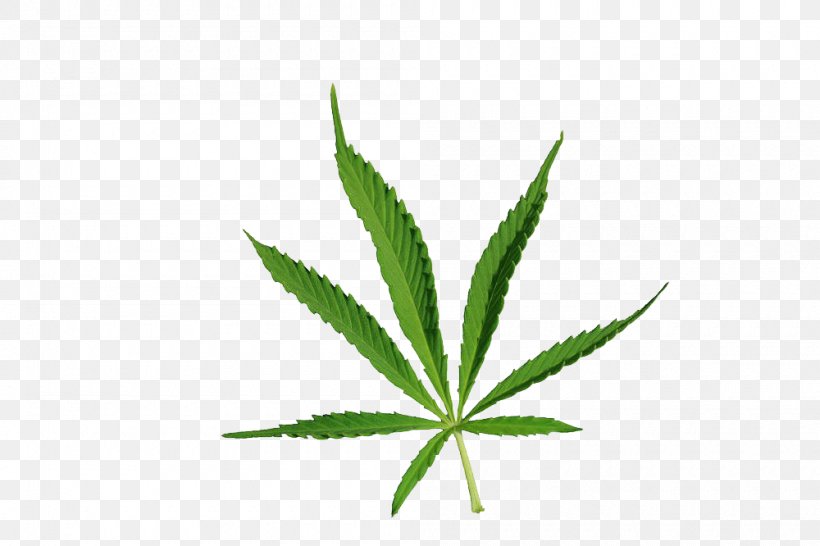 Cannabis Drug Narcotic, PNG, 1000x666px, Leaf, Autumn Leaf Color, Cannabaceae, Cannabis, Drawing Download Free