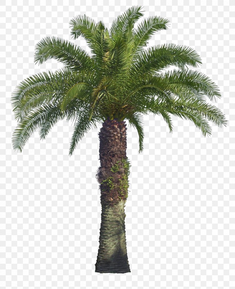 Tree Illustrator Arecaceae, PNG, 1200x1476px, Tree, Arecaceae, Arecales, Attalea Speciosa, Borassus Flabellifer Download Free