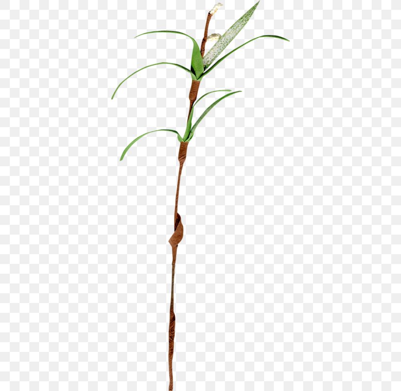 Twig Plant Stem Leaf Grasses Family, PNG, 366x800px, Twig, Branch, Family, Flowering Plant, Grass Family Download Free