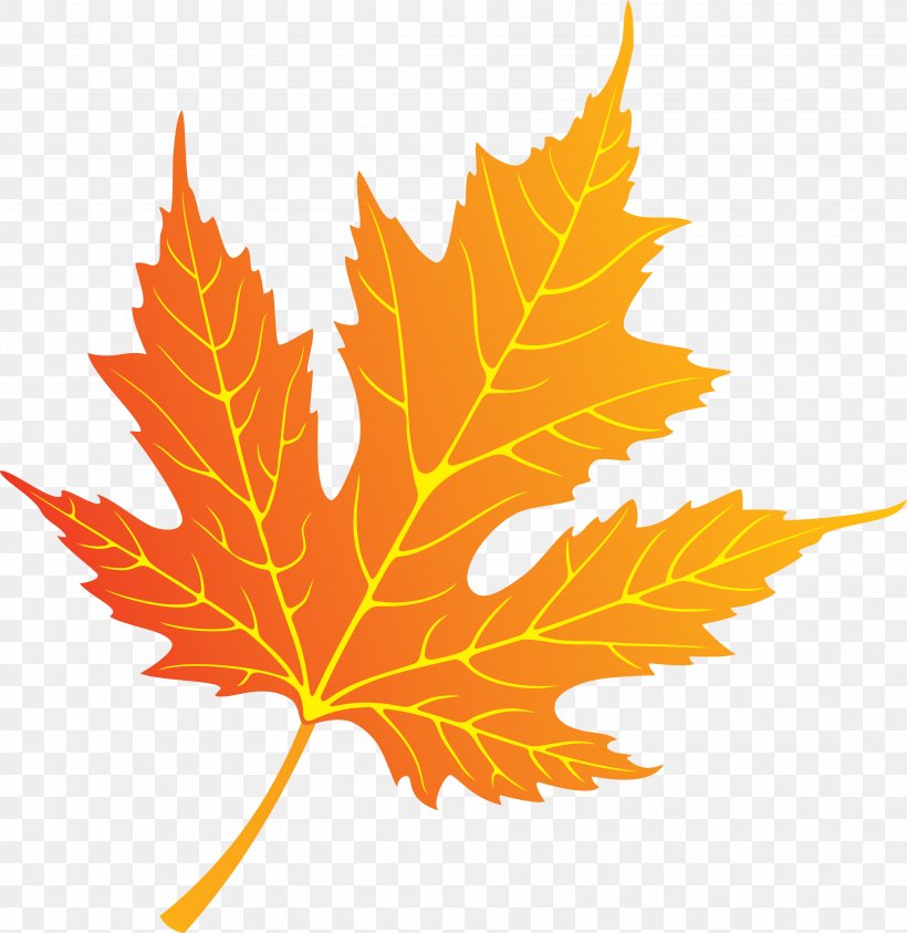 Autumn Maple Leaf Deciduous, PNG, 3788x3895px, Autumn, Deciduous, Flowering Plant, Leaf, Maple Leaf Download Free