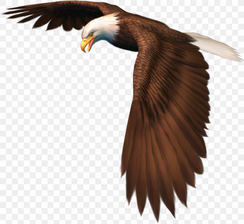 Bird Of Prey Eagle Desktop Wallpaper Clip Art, PNG, 1174x1080px, Bird, Accipitriformes, Accipitrinae, Bald Eagle, Beak Download Free