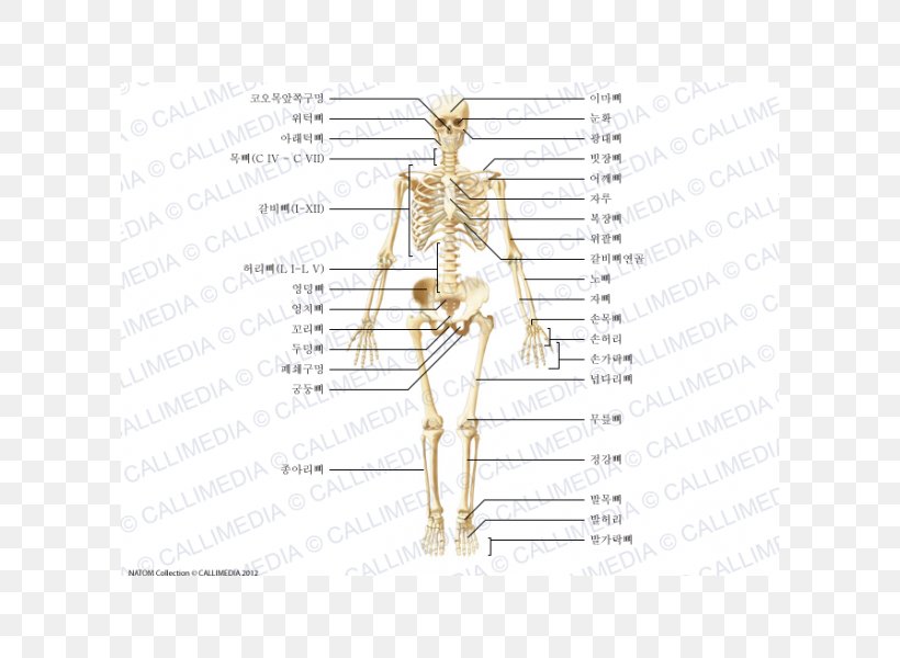 Zygomatic Bone Shoulder Anatomy Human Body, PNG, 600x600px, Watercolor, Cartoon, Flower, Frame, Heart Download Free