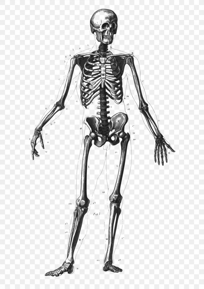 Human Skeleton Bone Human Body Anatomy Diagram, PNG, 2000x2828px, Watercolor, Cartoon, Flower, Frame, Heart Download Free