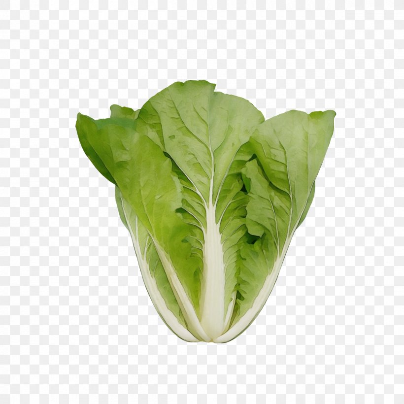 Leaf Vegetable Vegetable Romaine Lettuce Lettuce Leaf, PNG, 1200x1200px, Watercolor, Cabbage, Cruciferous Vegetables, Flower, Food Download Free