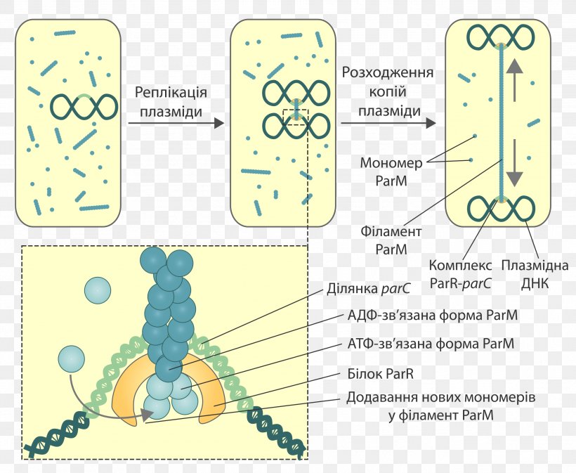 Prokaryotic Cytoskeleton Plasmid Prokaryote Bacteria, PNG, 2589x2125px, Plasmid, Actin, Area, Bacteria, Biology Download Free