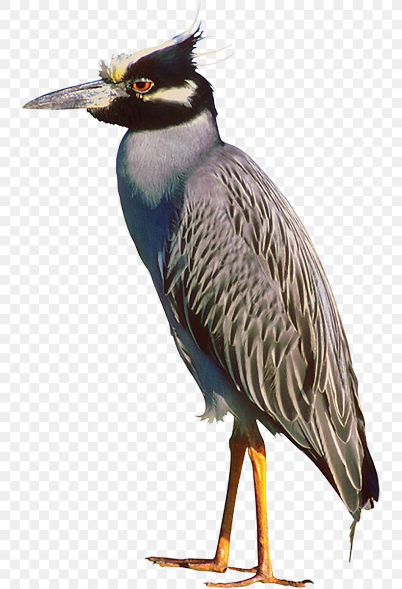 Bird Crane Beak American Pekin Animal, PNG, 734x1200px, Bird, American Pekin, Animal, Beak, Crane Download Free