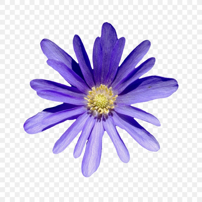 Flower True Love Flor Roxa 29 April, PNG, 900x901px, 2018, Flower, Aster, Chrysanthemum, Chrysanths Download Free