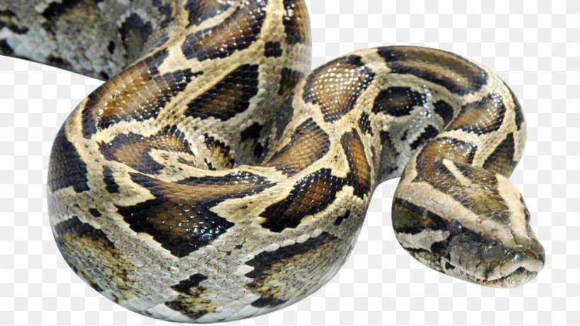Everglades Snake Burmese Pythons In Florida Constriction, PNG, 986x555px, Everglades, Anaconda, Boa Constrictor, Boas, Burmese Python Download Free