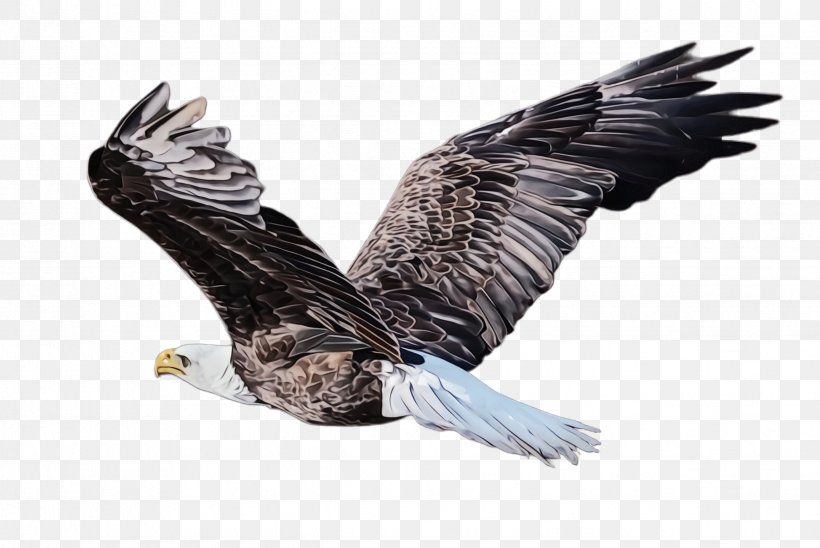 Sea Bird, PNG, 2448x1636px, Bald Eagle, Accipitridae, Beak, Bird, Bird Of Prey Download Free