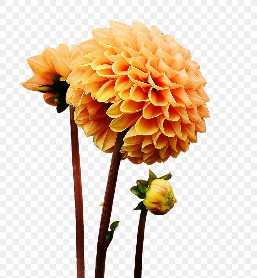 Flower Garden Flower Garden Daisy Family Red Dahlia, PNG, 1185x1280px, Flower, Autumn, Chrysanths, Cut Flowers, Dahlia Download Free