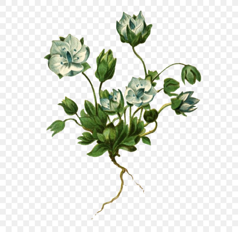 Lomatogonium Sikkimense Rosaceae Lomatogonium Brachyantherum Lomatogonium Carinthiacum, PNG, 653x800px, Rosaceae, Branch, Cut Flowers, Flower, Flowering Plant Download Free