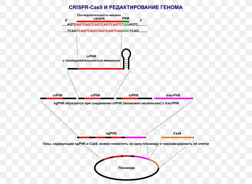 CRISPR Cas9 Genome Editing Plasmid Research, PNG, 583x600px, Crispr, Area, Biology, Diagram, Document Download Free