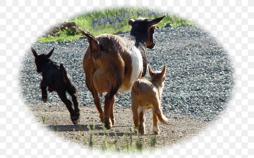 Goat Cattle Pasture Fauna Pack Animal, PNG, 736x510px, Goat, Cattle, Cattle Like Mammal, Cow Goat Family, Fauna Download Free