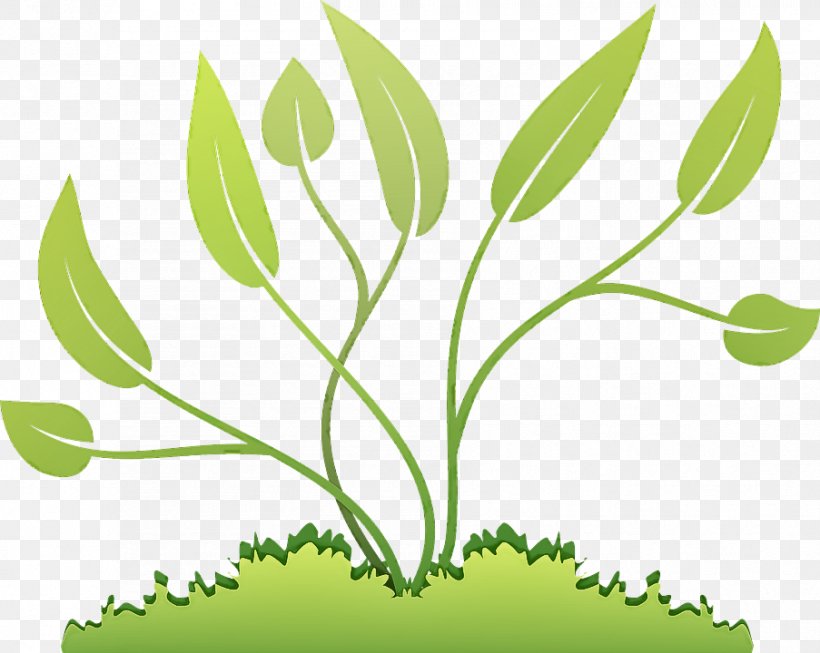 Leaf Plant Green Flower Tree, PNG, 903x720px, Leaf, Flower, Grass, Grass Family, Green Download Free