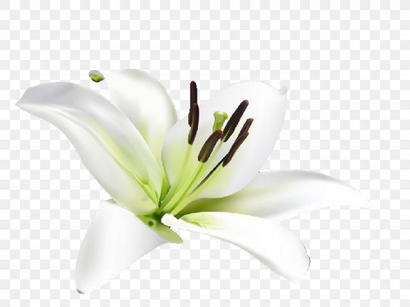Tiger Lily Flower Lilium Cafe, PNG, 2400x1800px, Tiger Lily, Bulb, Cut Flowers, Fleurdelis, Flower Download Free