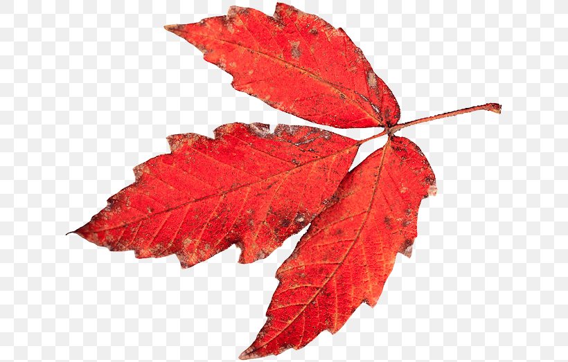 Autumn Tasmania Leaf Drawing Color Vision, PNG, 635x523px, Autumn, Color, Color Vision, Drawing, Leaf Download Free