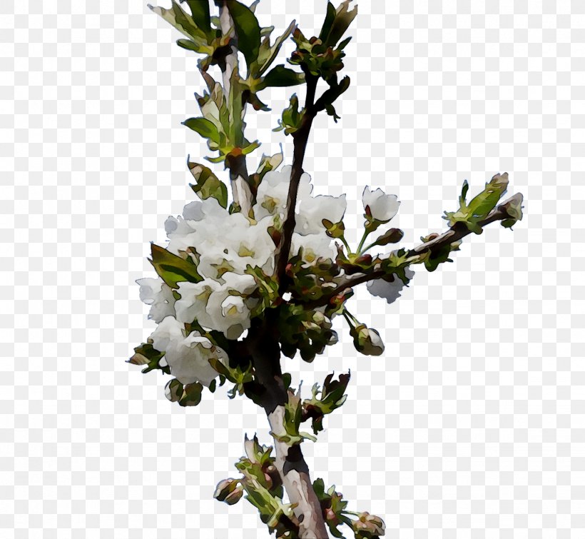 Cherry Blossom ST.AU.150 MIN.V.UNC.NR AD Prunus Cherries, PNG, 1433x1320px, Cherry Blossom, Blossom, Branch, Bud, Cherries Download Free