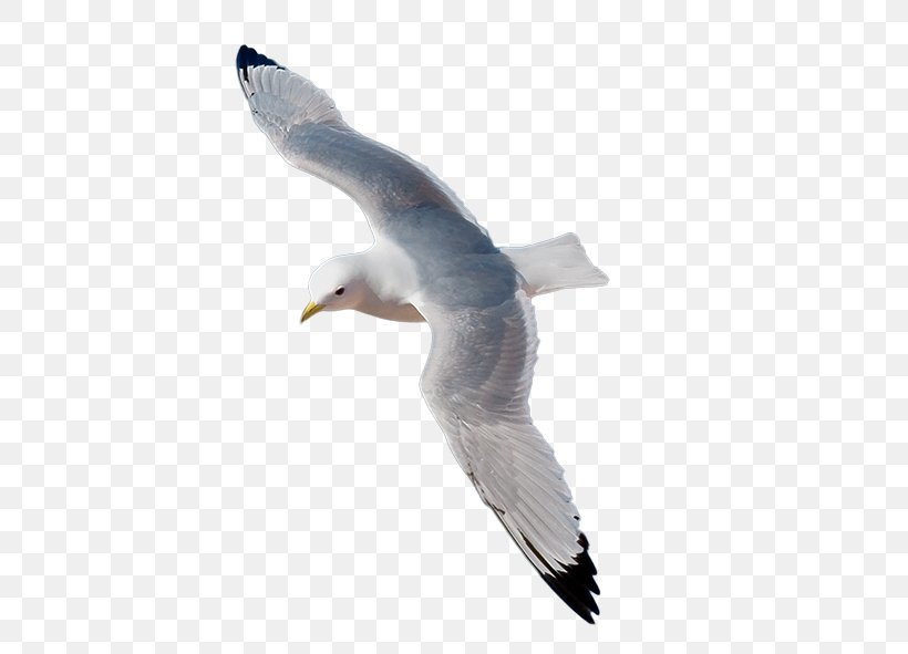 European Herring Gull Kittiwake Adobe Illustrator, PNG, 577x591px, European Herring Gull, Beak, Bird, Charadriiformes, Fauna Download Free