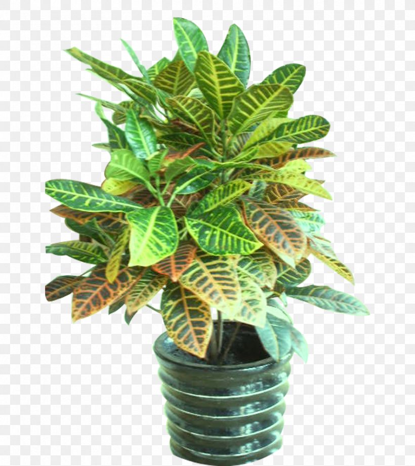 Flowerpot Bonsai Plant, PNG, 883x992px, Plant, Bonsai, Chart, Evergreen, Flowerpot Download Free