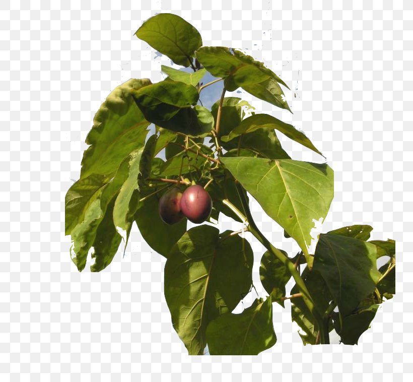 Tamarillo Tree Of 40 Fruit Tomato Plant, PNG, 750x758px, Tamarillo, Cherry, Chinese Lantern, Cultivo, Evergreen Download Free