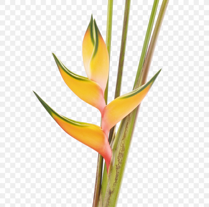 Heliconia Bihai Bird Of Paradise Flower Plant Costus, PNG, 870x864px, Heliconia Bihai, Bananas, Bird Of Paradise Flower, Birdofparadise Plants, Costus Download Free