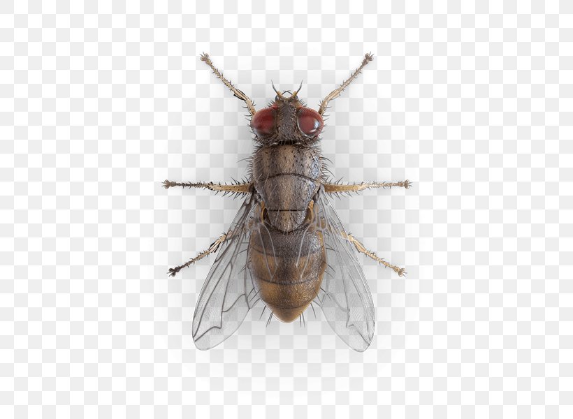 Mosquito Housefly Beetle Hornet, PNG, 425x600px, Mosquito, Arthropod, Beetle, Brachycera, Common Fruit Fly Download Free