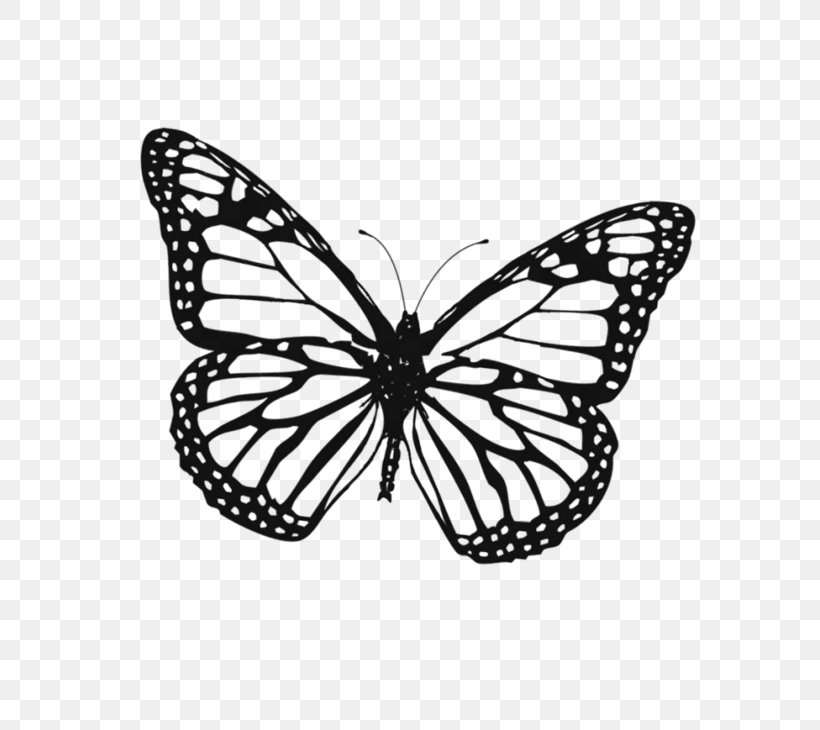 Monarch Butterfly Drawing, PNG, 800x730px, Butterfly, Animal Migration, Biological Life Cycle, Blackandwhite, Book Download Free