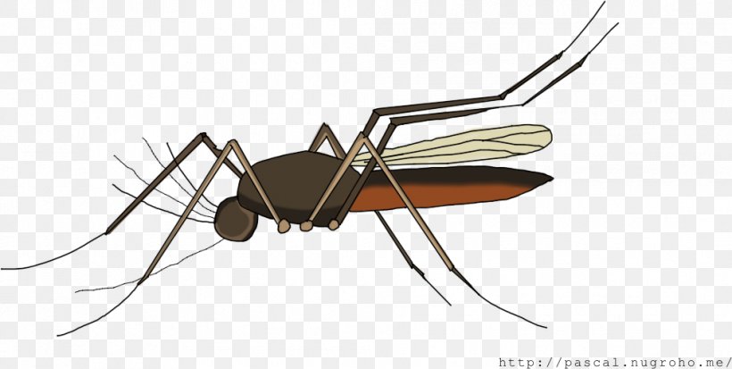 Mosquito Ant Beetle Dragonfly, PNG, 1007x508px, Mosquito, Anatomy, Animal, Ant, Arthropod Download Free