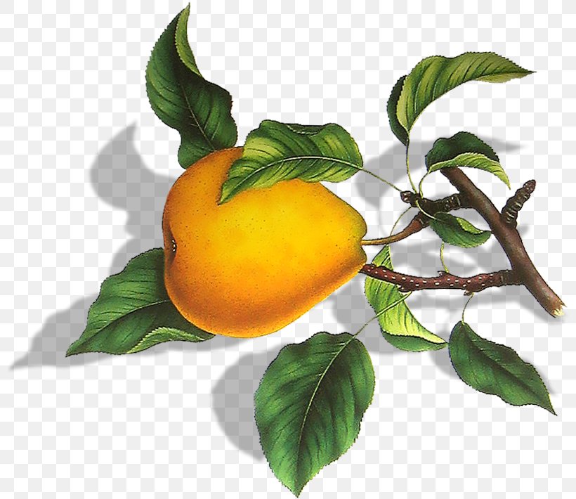 Pear Fruit Bitter Orange, PNG, 804x710px, Pear, Bitter Orange, Citrus, Diospyros, Ebony Trees And Persimmons Download Free