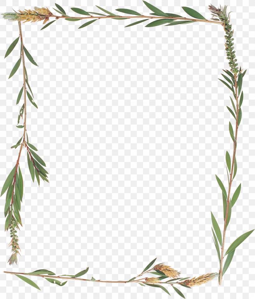 Picture Frames Herbaceous Plant Photography, PNG, 2089x2448px, 2017, 2018, Picture Frames, Adobe Flash, Adobe Flash Player Download Free