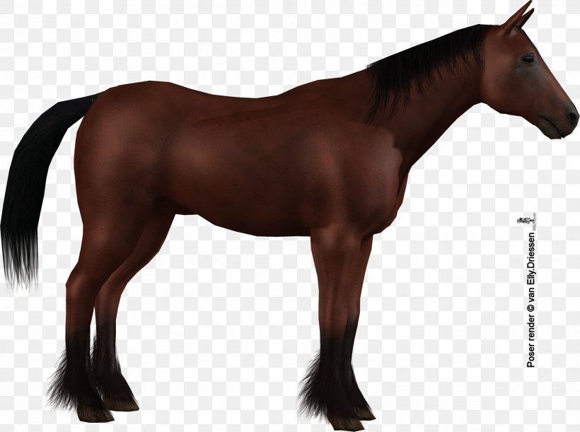 Stallion Mane Mare Mustang Colt, PNG, 1877x1400px, Stallion, Bridle, Colt, Draft Horse, Gelding Download Free