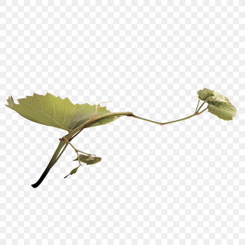 Wine Grape, PNG, 2000x2000px, Wine, Branch, Designer, Grape, Grapevines Download Free