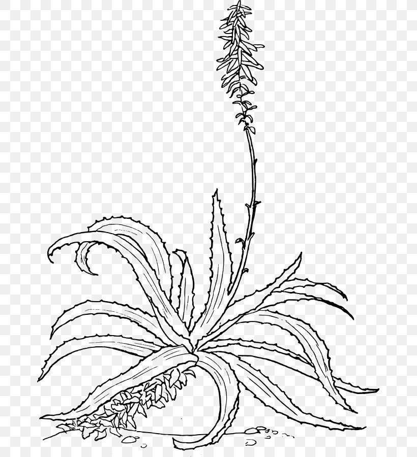Aloe Vera Drawing Botany Aloe Marlothii Aloe Arborescens, PNG, 673x900px, Aloe Vera, Aloe, Aloe Arborescens, Aloe Marlothii, Area Download Free
